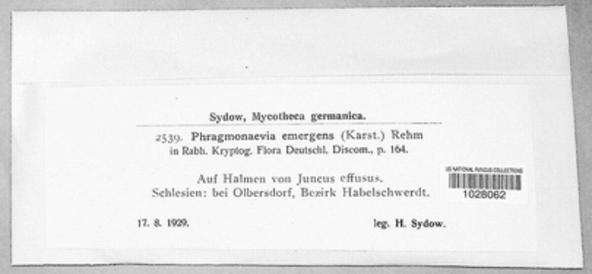 Diplonaevia emergens image